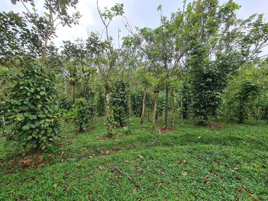 Finca en venta La Virgen de Sarapiquí (FE)