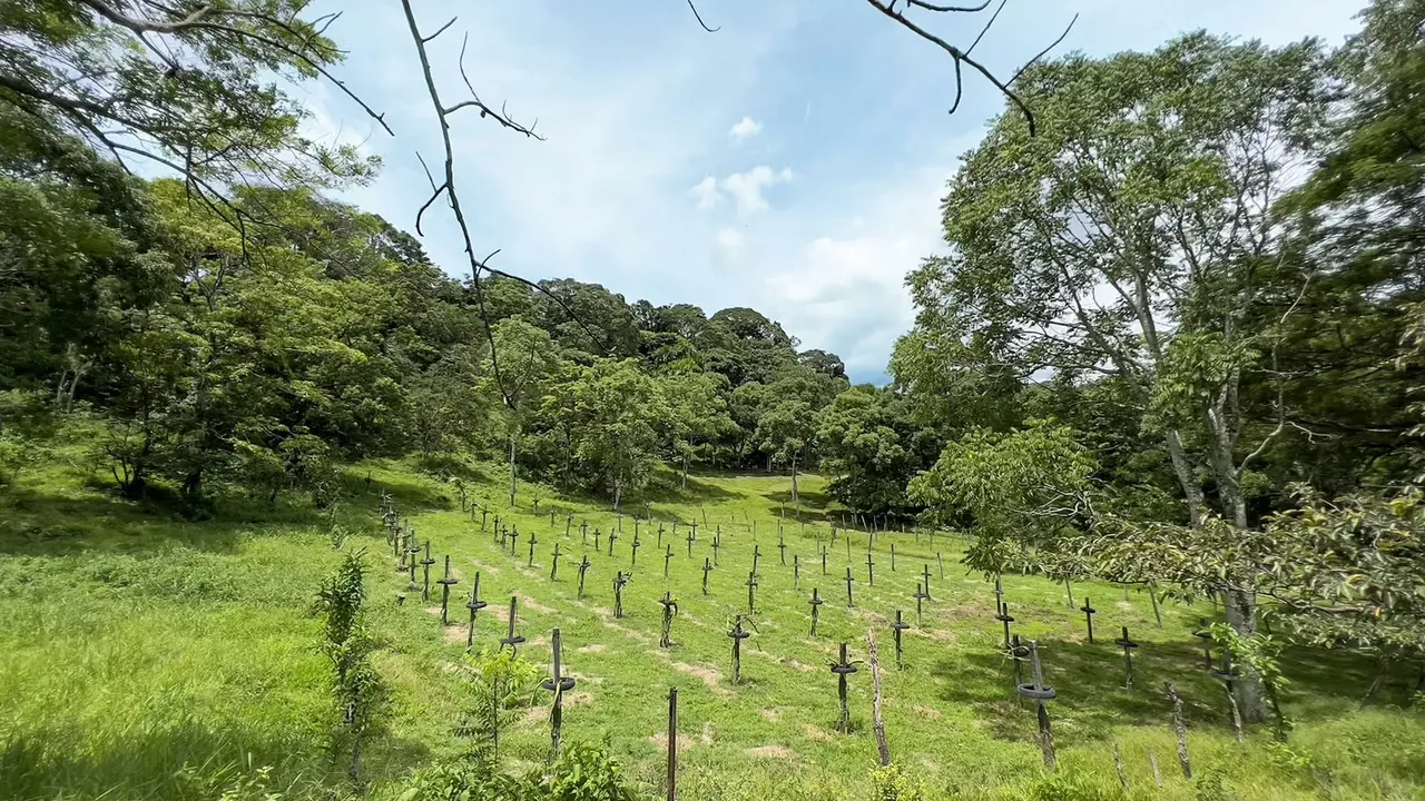 Se vende espectacular finca de 44.765 m2 en Ciudad Colón (FE).