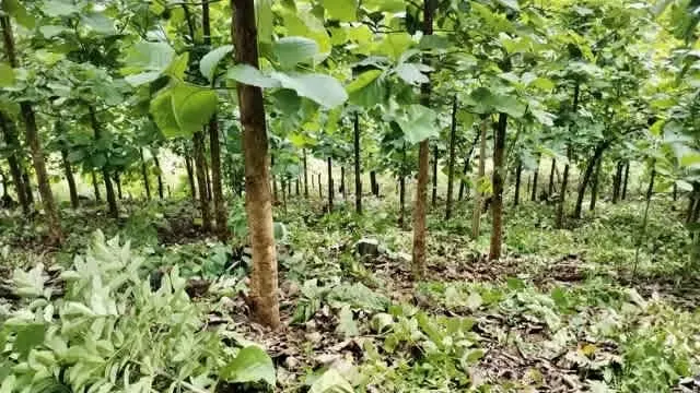 Venta finca Guanacaste Abangares Teak wood