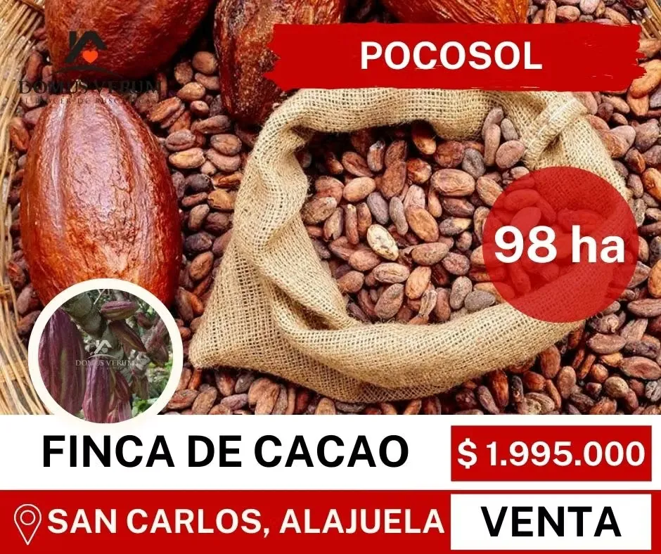 Land Producer of Cacao in Pocosol, San Carlos