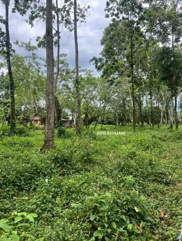 LOT FOR SALE IN POCORA, GUACIMO, LIMON