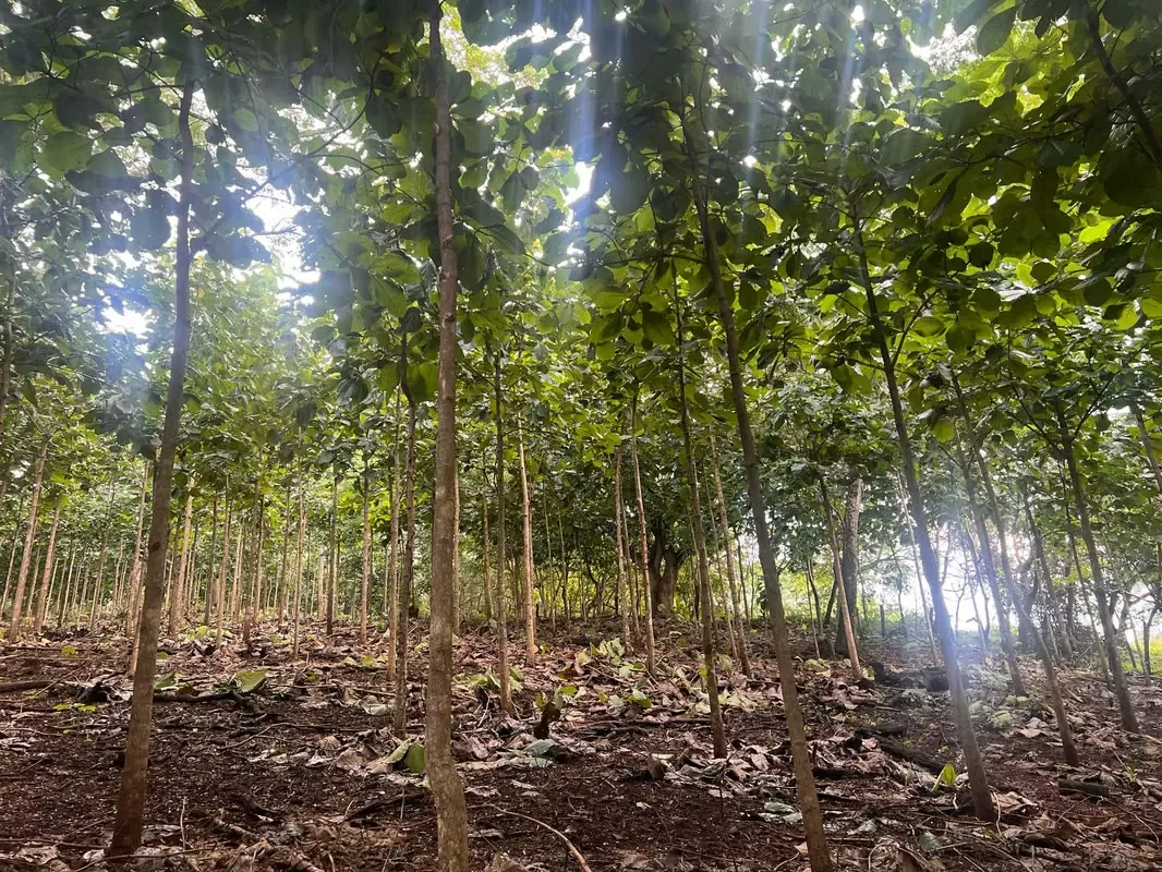 Teak Farm for Sale – Abangares, Guanacaste
