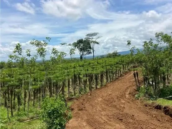 COUNTRY LAND FOR SALE IN ALAJUELA, GRECIA, RIO CUARTO