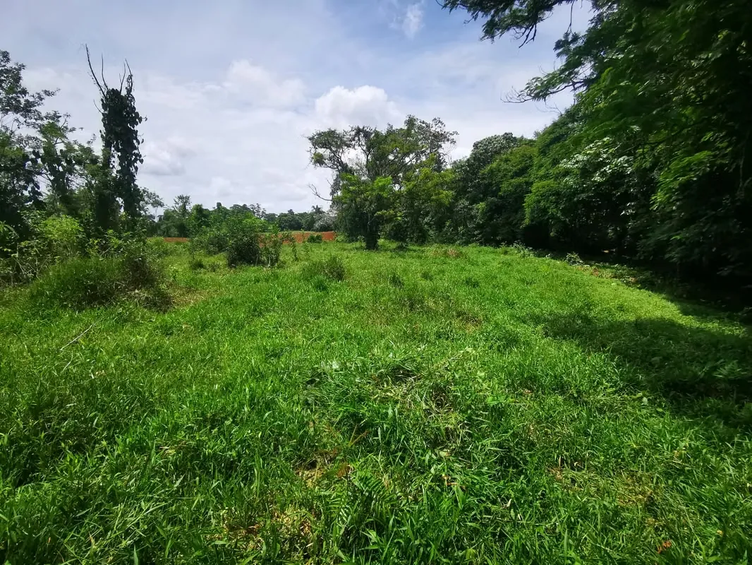 Ubicación privilegiada en Guácimo, Rudín, a solo 800 metros al sur de la Ruta 32, sobre ...