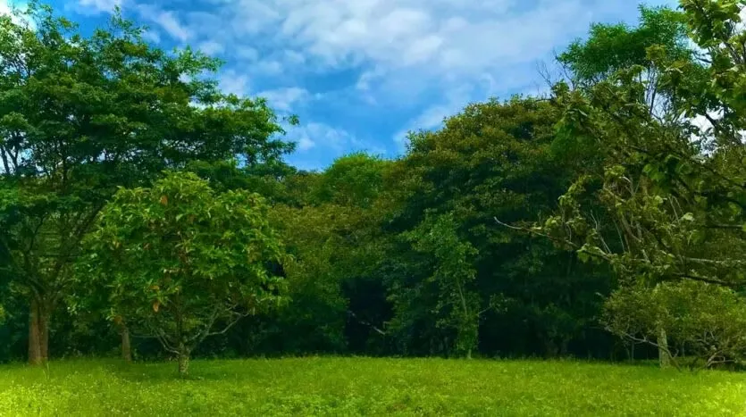 If you are looking for a spacious plot of land surrounded by nature, this lot in El Rodeo, Ciudad Colón, is a unique opportunity. Located in a Special Protection Zone, it ...