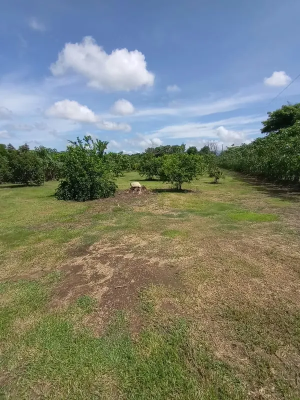 Ubicado en una zona muy tranquila la cual invita al descanso y la recreación, este terreno le ofrece:
