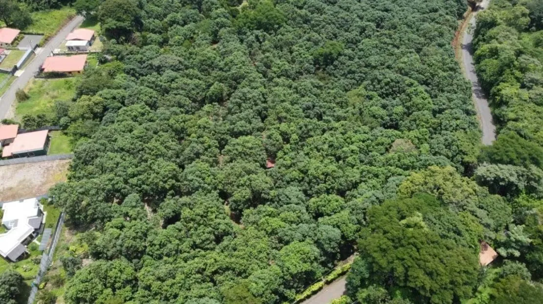 Parcela de 1.000m2 con arboles frutales ideal para futura vivienda.