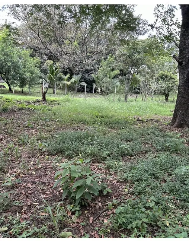 VENTA TERRENO EN ZONA INDUSTRIAL EL COYOL