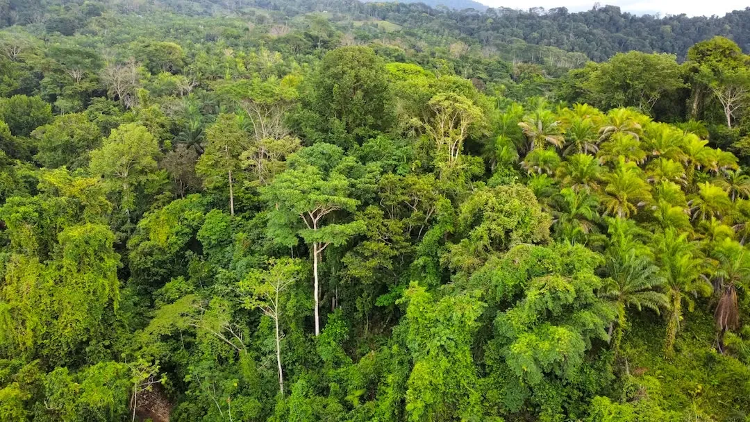 Land Banking & Eco-Development Opportunity in Southern Costa Rica.165 ha Farm in Río Claro, Golfito