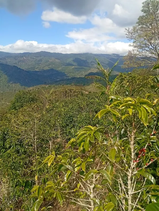 COFFEE FARM FOR SALE – La Pastora de Tarrazú,, COSTA RICA