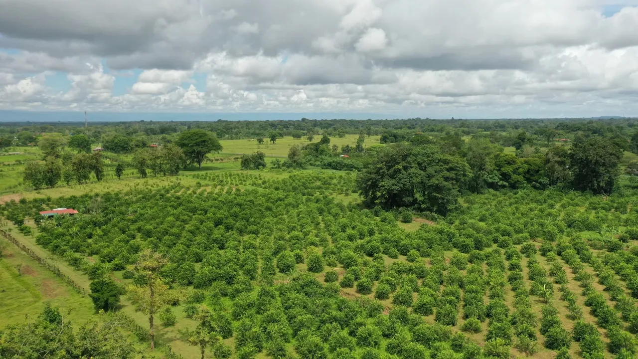 Working Lime Farm (TICO BPA Certified) Costa Rica - For Sale
