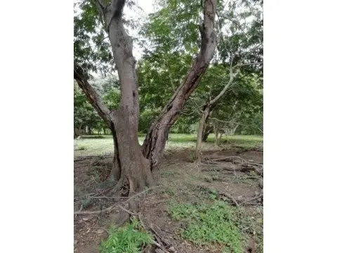 Lot in Bahia Salinas, Guanacaste.